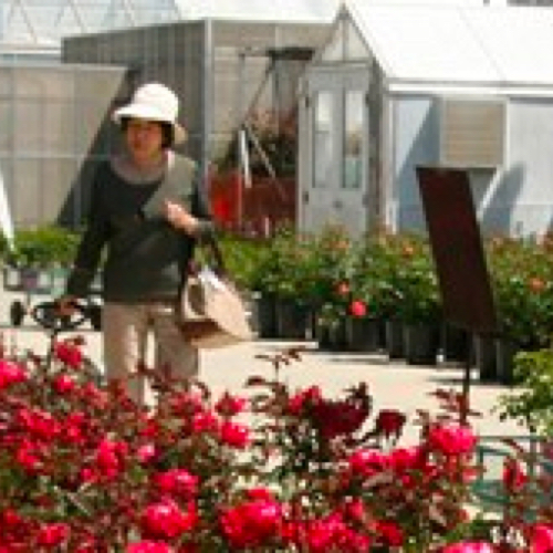rose garden
