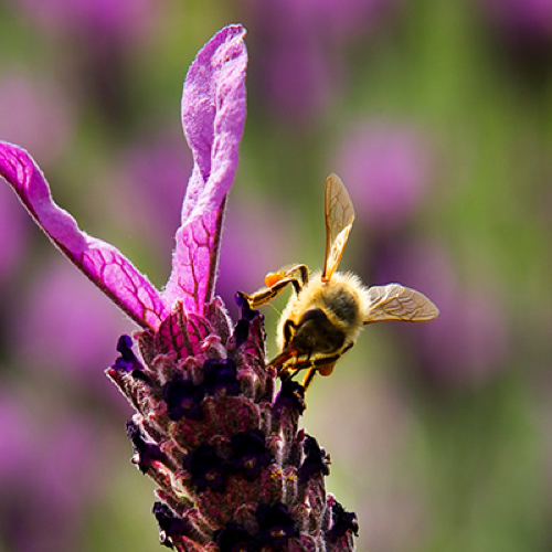 bee on a flower