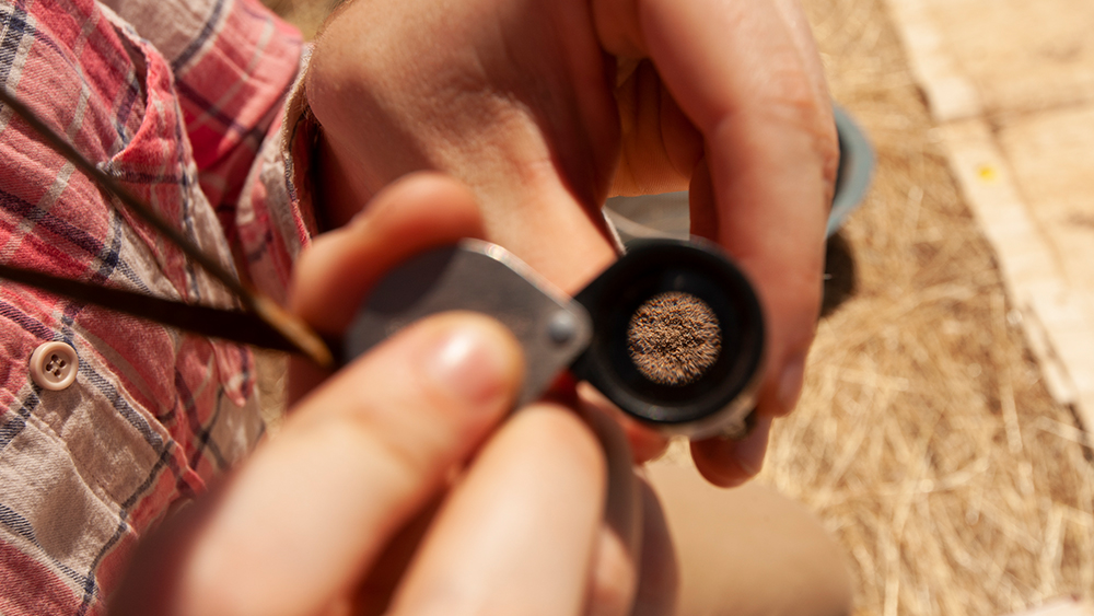 A UC Davis student examines the soil, looking for sparkling flakes, during Soil Science Field Class.