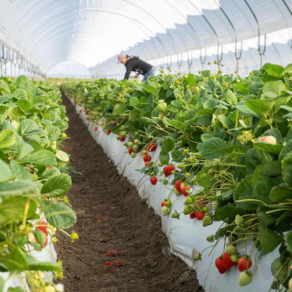 UC Davis released five new strawberry varieties that are resistant to the soilborne disease Fusarium wilt, have high yields and improved fruit quality.