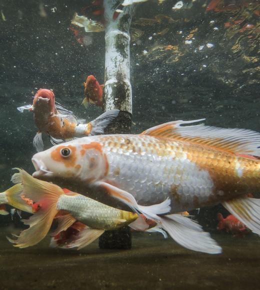 Koi fish swimming in a tank at the UC Davis Center for Aquatic Biology and Aquaculture. Koi fish swimming in a tank at the UC Davis Center for Aquatic Biology and Aquaculture.
